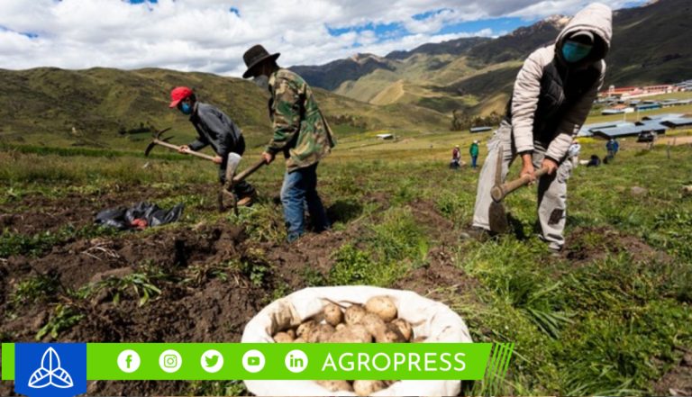 Perú: producción de papa ascendió a 292,676 toneladas y mostró un incremento de 13,3% Perú: producción de papa ascendió a 292,676 toneladas y mostró un incremento de 13,3%
