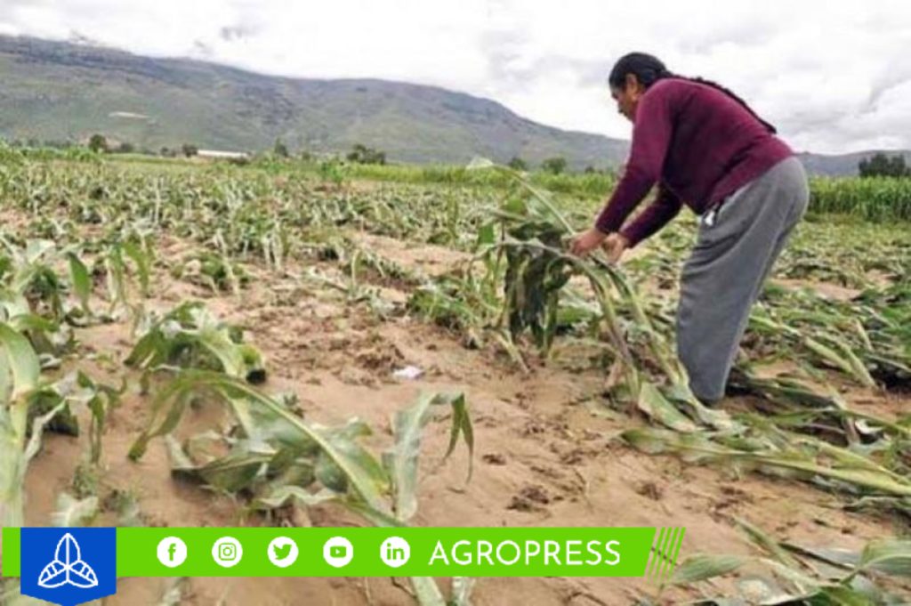 Seguro Agrícola