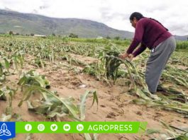 Segundo bono agrario: link de consulta con DNI setiembre 2023 Seguro Agrícola