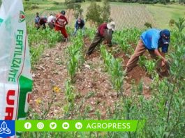 Agro Rural impulsa la agricultura del futuro: 5.010 fitotoldos para resguardar cultivos en el sur del país bono agrario
