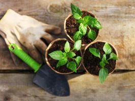 Plantas medicinales perfectas para cultivar en casa sembrar en casa