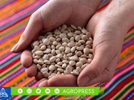 La producción de tarwi en Perú en 2022 alcanza 16,383 toneladas, con un incremento del +3.75% en comparación con el año anterior tarwi