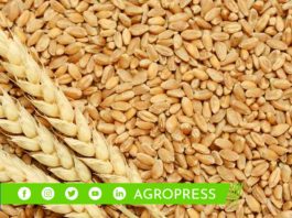 Precio del trigo continúa a la baja en los mercados internacionales trigo