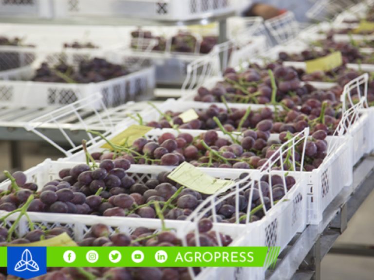 Chile y Perú se unen para estimular el consumo de uva de mesa en los estados unidos