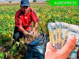 Bono Wanuchay 2023 en octubre: consulta con tu DNI si puedes cobrar el subsidio este mes