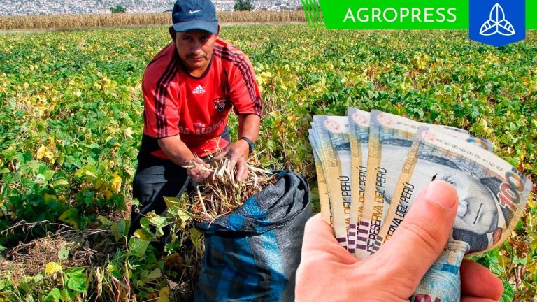 Bono Wanuchay 2023 en octubre: consulta con tu DNI si puedes cobrar el subsidio este mes