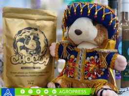 Elaboran alimento a base de cuy y cacao contra la anemia