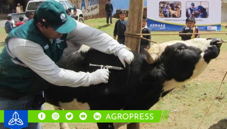 Senasa ofrece vacunación gratuita contra en ántrax