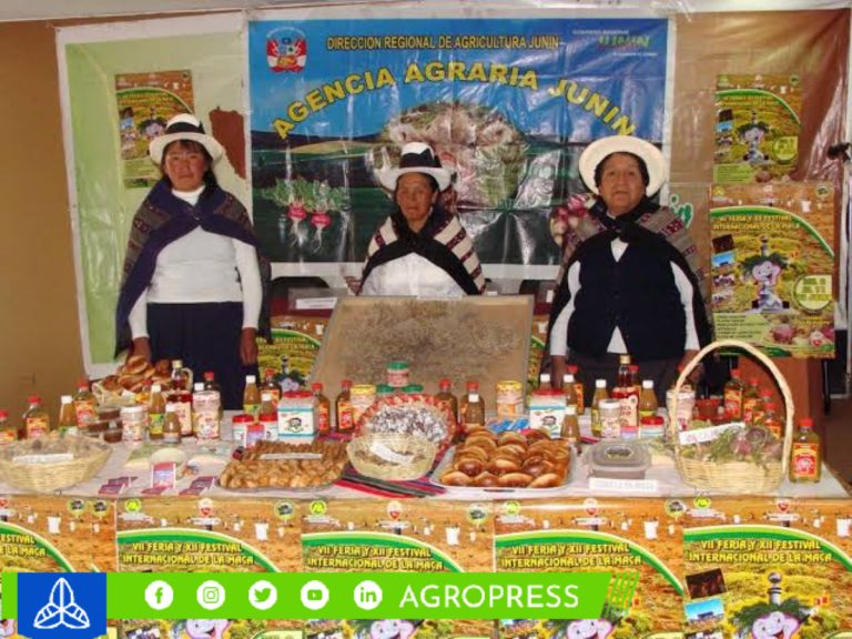 El festival de la maca se celebrará en Lima