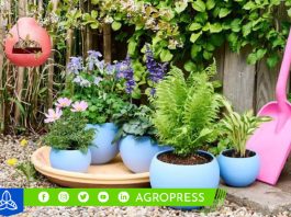 5 plantas repelentes de plagas