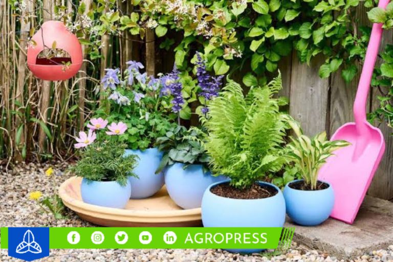 5 plantas repelentes de plagas
