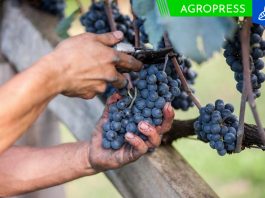 Global Grape Convention unirá a las principales industrias en la producción de uva uva