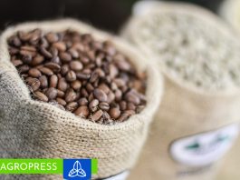 Exportación de café y cacao peruano en riesgo debido a regulaciones de la Unión Europea café