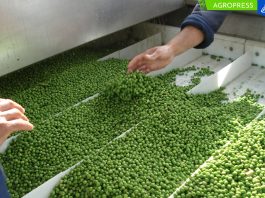Perú ocupa el cuarto lugar como exportador de arvejas