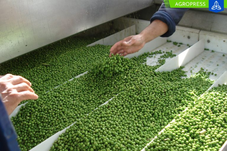 Perú ocupa el cuarto lugar como exportador de arvejas