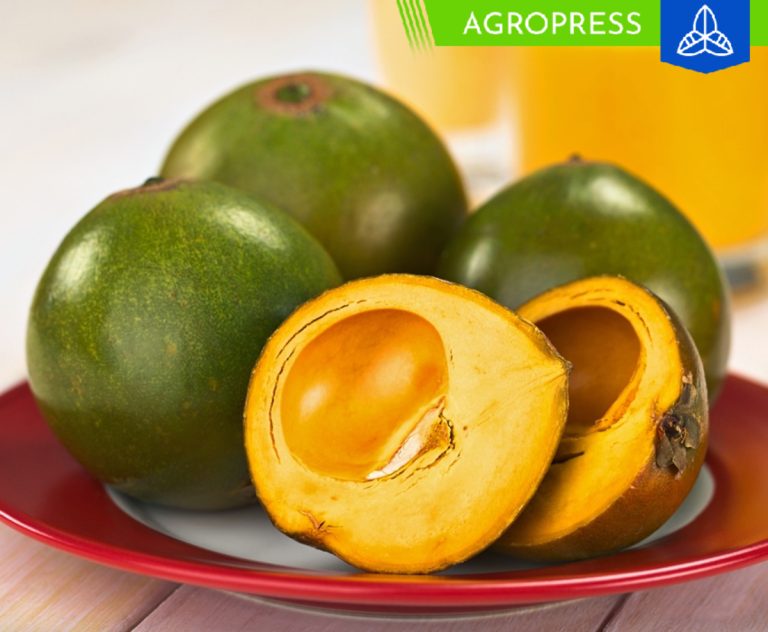 La lúcuma se destaca como una de las mejores frutas del mundo