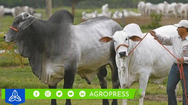 Perú recibe su primera exportación de embriones cebuinos producidos in vitro
