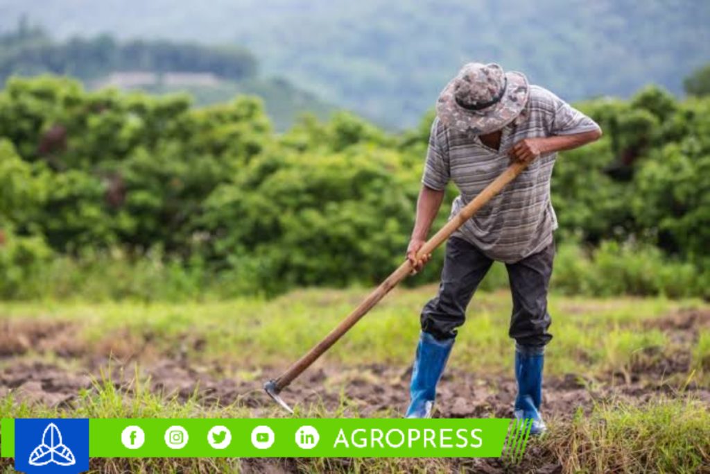 Sullana: ofrecen 3 mil puestos de trabajo en el sector agrícola en Israel.