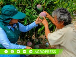 Agricultores del valle de San Lorenzo perderían más de 600 millones de soles por baja producción de mango y limón