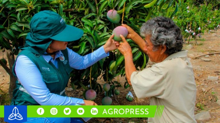 Agricultores del valle de San Lorenzo perderían más de 600 millones de soles por baja producción de mango y limón