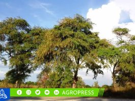 Serfor presenta guía para la identificación de insectos asociados al algarrobo de Piura
