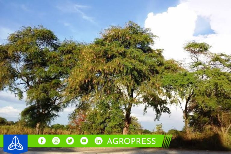 Serfor presenta guía para la identificación de insectos asociados al algarrobo de Piura