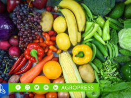 Día de la alimentación saludable 2023: ¿Por qué se celebra el 16 de octubre?