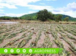 Fenómeno ‘El Niño’ ocasiona baja cosecha en Arándanos, palta y mango
