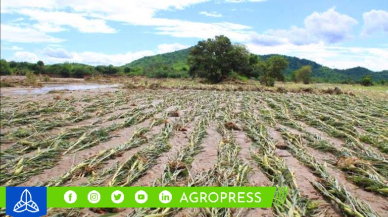 Fenómeno ‘El Niño’ ocasiona baja cosecha en Arándanos, palta y mango