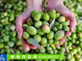 Producción de aceituna en Tacna caería un 60%