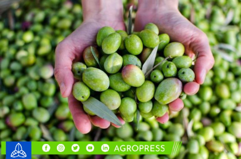Producción de aceituna en Tacna caería un 60%