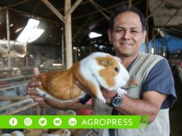 Perú alberga una población de cuyes que supera los 20 millones