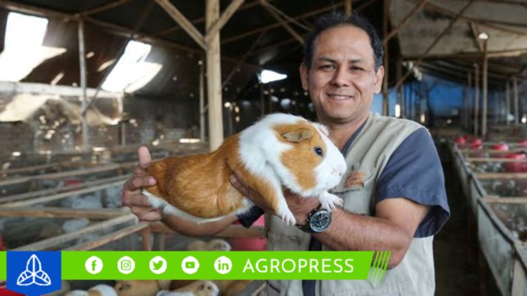 Perú alberga una población de cuyes que supera los 20 millones