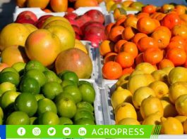 Exportaciones de cítricos peruanos caen un 11% a 223,755 toneladas