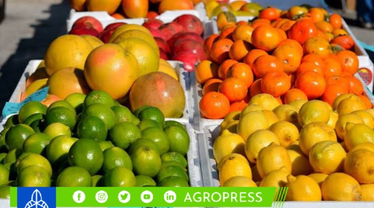 Exportaciones de cítricos peruanos caen un 11% a 223,755 toneladas