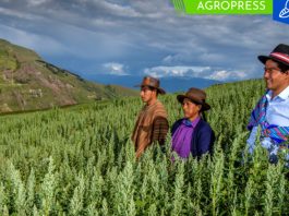 Bono capitalización agraria de 1000 soles para pequeños agricultores: ¿cómo acceder?