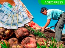 Bono Recupérate Ya noviembre 2023: ¿podrás cobra el subsidio este mes?