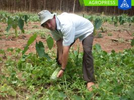 Perú: más de 118 mil agricultores se dedican a la producción orgánica