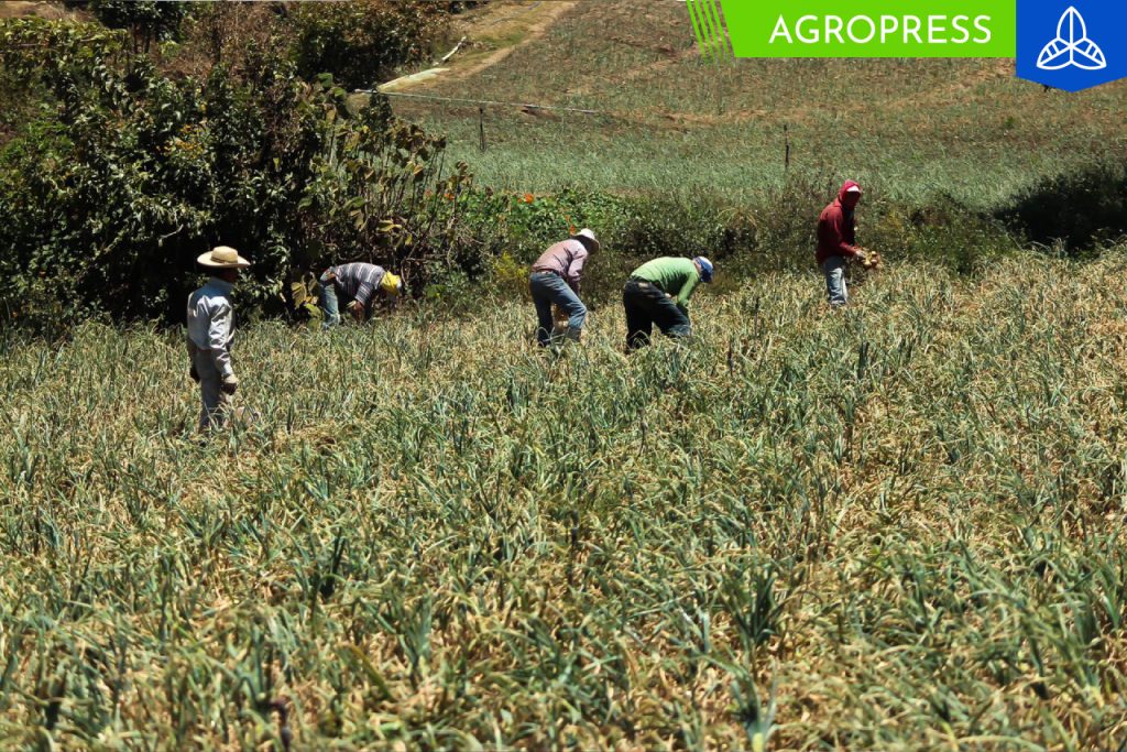 pequeños agricultores