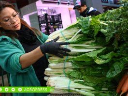 El Gran Mercado Mayorista de Lima experimenta un notable aumento en el suministro de papa y limón