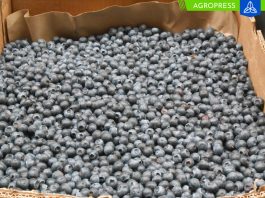 El FEN afectará las principales zonas productoras de arándanos en Perú