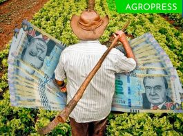 Bono de 1000 soles para pequeños agricultores diciembre 2023