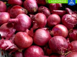 La cebolla alcanza un precio de solo S/2 por kilogramo en los mercados minoristas de Lima Metropolitana precio de alimentos