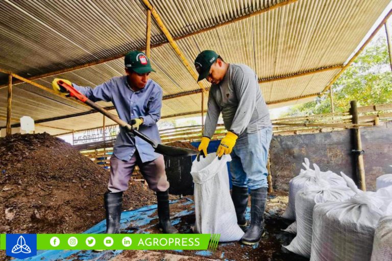 Municipalidad de Piura produce más de 137 toneladas de compost orgánico