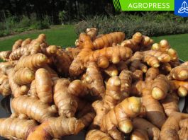 Exportaciones de jengibre fresco alcanzaron las 63,883 toneladas