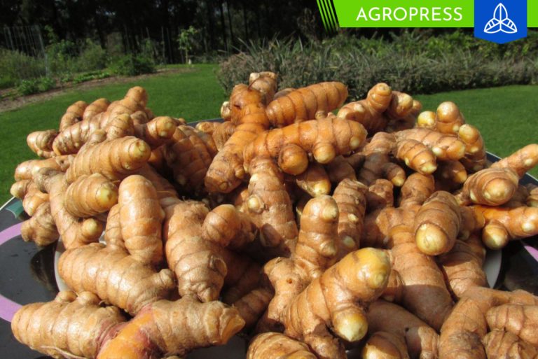 Exportaciones de cúrcuma peruana alcanzaron 2,252 toneladas