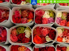 Exportación de flores peruanas alcanzan un récord de US$ 9.6 millones