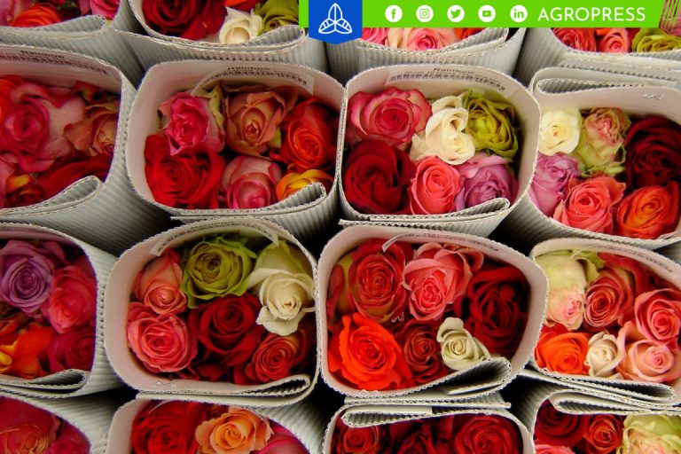 Exportación de flores peruanas alcanzan un récord de US$ 9.6 millones