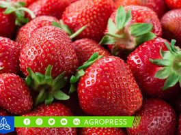 Las exportaciones de fresas de Perú alcanzan las 2.368 toneladas en septiembre de 2023