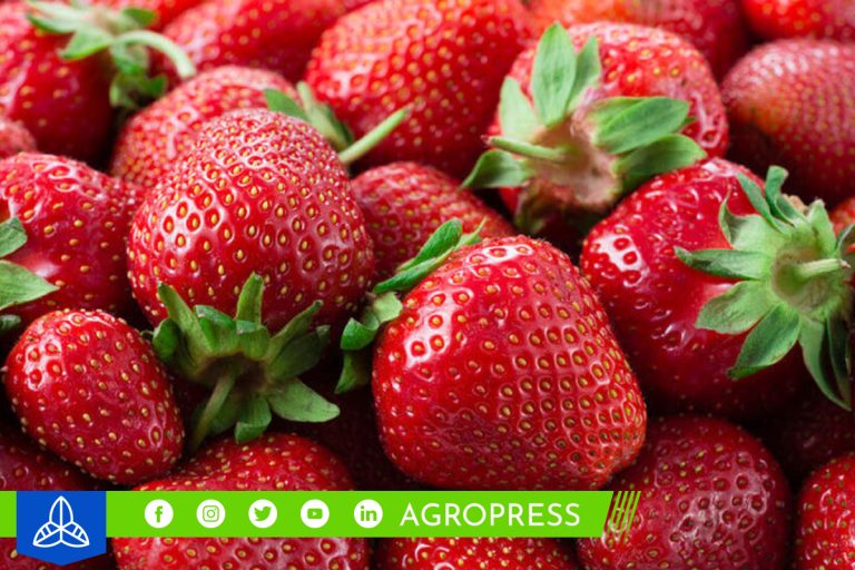 Las exportaciones de fresas de Perú alcanzan las 2.368 toneladas en septiembre de 2023
